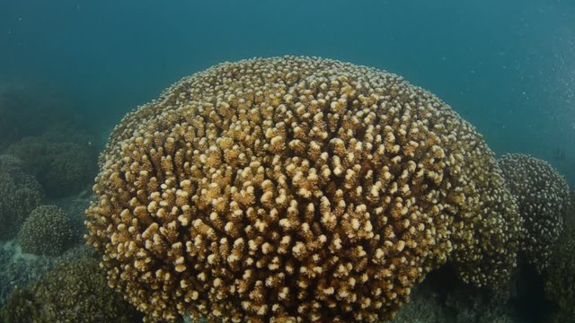 Coral reef scenics of the Sea of Cortez, Baja California Sur, Mexico. 