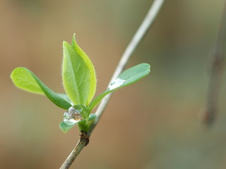 Tropfen auf Blättern