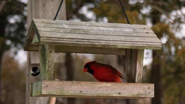 Cardinal and chickadee birds on a wooden bird feeder