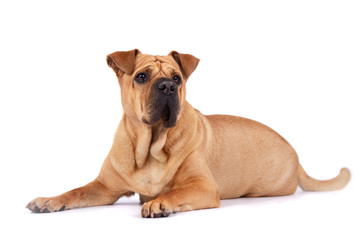 Obraz premium lustige Bulldogge Mischling