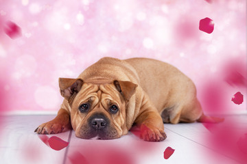 Valentinstag Hund Liebe betteln