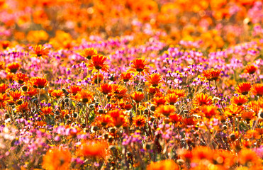 blooming desert in spring of namaqualand, south africa 