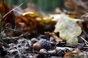 acorn