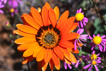 blooming desert in spring of namaqualand, south africa 