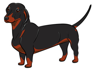 Dog. Black dachshund with a ball. Hand-drawn Dog. Realistically Painted Dachshund. Transparenced. Vector illustration. White isolated.