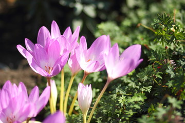 Spring crocus blooms in the garden. Purple flowers in the sun. Many spring crocus flowers in the park