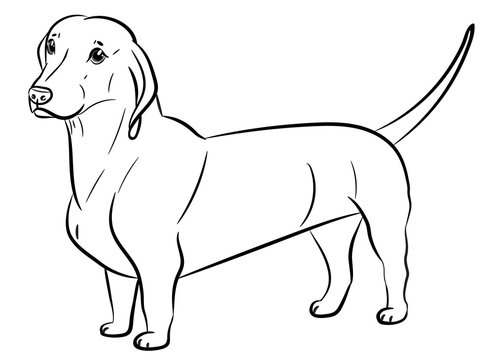 Dog. Dachshund. Realistically Hand-drawn Dachshund. Black outline. Transparent background. Vector illustration. White isolated. Print