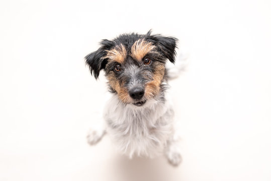 Jack Russell Terrier 4 years old, hair style  rough. Cute small little dog isolated against white background. Dog is looking up in a funny perspective