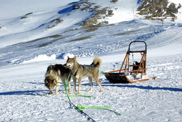Chiens de traîneaux et traîneau montagne / Huskies mountain 