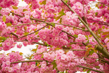 Sakura flowers blooming