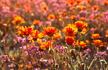 blooming desert in spring of namaqualand, south africa 