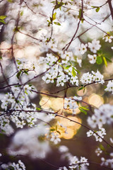 Cherry tree at sunset, sunny, white flowers of cherry