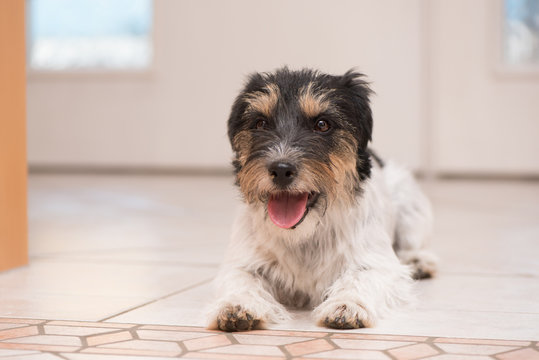 Jack Russell Terrier dog is lying on the floor in front of a white door and is is waiting for a walk