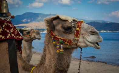 camels