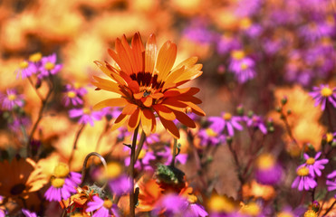 blooming desert in spring of namaqualand, south africa 