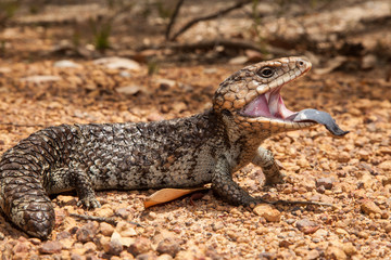 blue-tongued skink threatening 