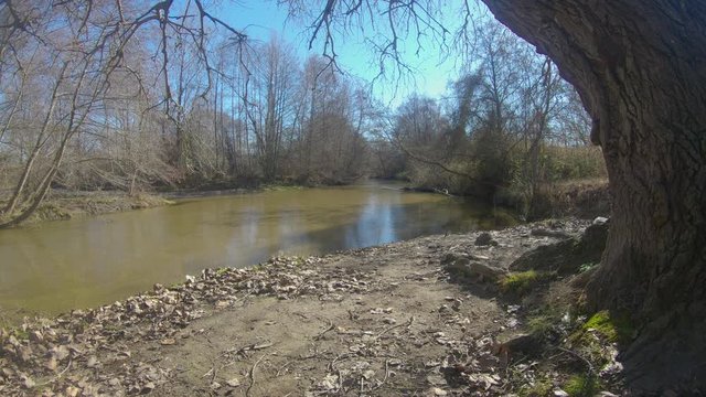 river side down of a tree
