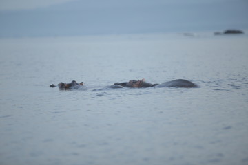 Obraz premium Beautiful landscape of the sea. The hippopotamus protrudes his muzzle from the water, looks into the camera.