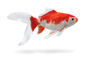 Aquarium fish with shadow isolated on white background. White and red fishtank gold fish with...
