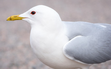 A common gull, closeup of the head and body