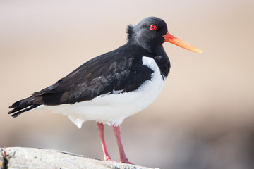 A eurasian oystercatcher standing on a rock