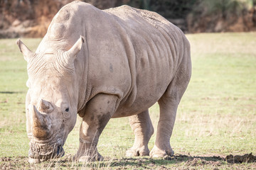rinoceronte en la naturaleza