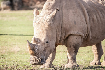 rinoceronte en la naturaleza