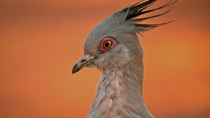 portrait of crested pigeon 