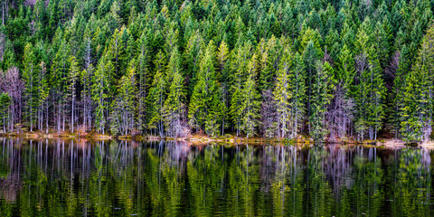 forest - above and below - pano