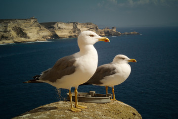 Corsica