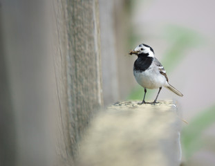 A white wagtail with insects on its beak