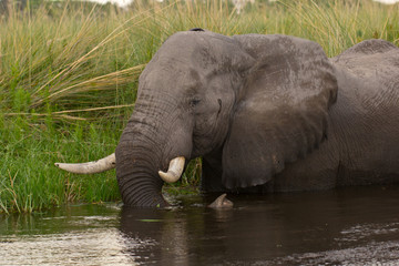 elephant in water feeding on reeds, close