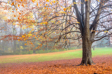 Fototapeta premium Colorful autumn tones in the trees.