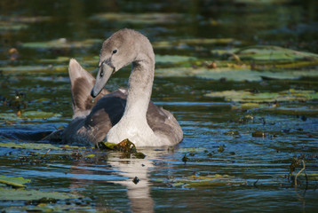A young swan swimming