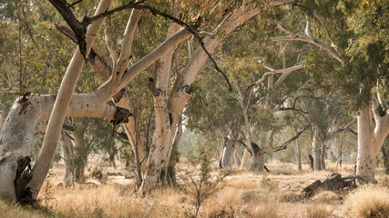 eucalyptus trees in dry river bed
