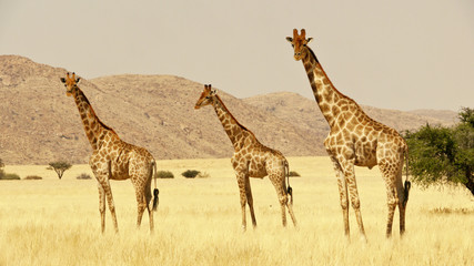 giraffes in namib desert 