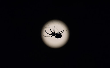 A silhouette of a spider on its web in front of the moon