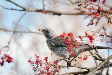 A fieldfare (Turdus pilaris) and rowan berries