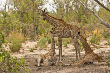 Naklejka na ściany i meble Giraffe with two cubs