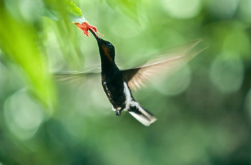 black jacobin feeding on a flower
