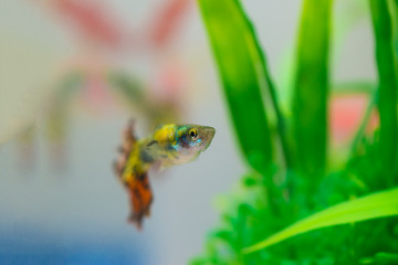 Little fish in fish tank or aquarium, gold fish, guppy and red fish, fancy carp with green plant, underwater life.