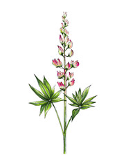 Fototapeta na wymiar Marker illustration with a pink Lupinus flower