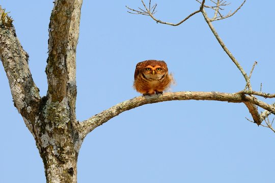 Burrowing owl (Athene cunicularia) on a dry tree, San Ignacio Mini, Misiones, Argentina, South America