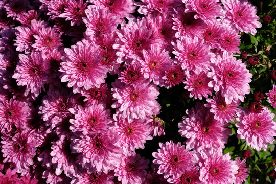 1 056 Best Chrysantheme Images Stock Photos Vectors Adobe Stock