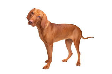 short haired Hungarian Vizsla