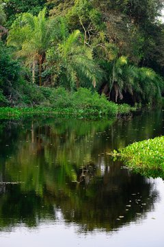 Dense vegetation on shore, Rio Miranda, southern Pantanal, Matto Grosso do Sul, Brazil, South America