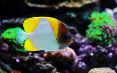 Yellow Pyramid Butterflyfish (Hemitaurichthys polylepis)