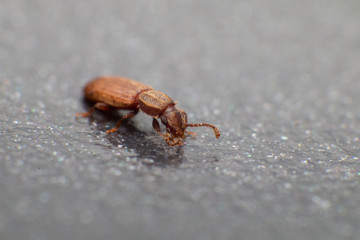 Merchant grain beetle in white background view from side. Oryzaephilus mercator