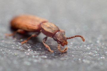 Merchant grain beetle in white background view from side. Oryzaephilus mercator