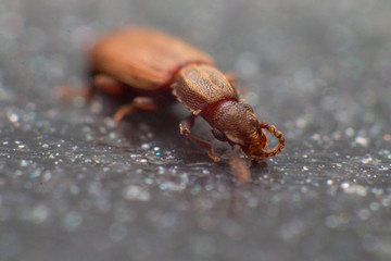 Merchant grain beetle in white background view from side. Oryzaephilus mercator